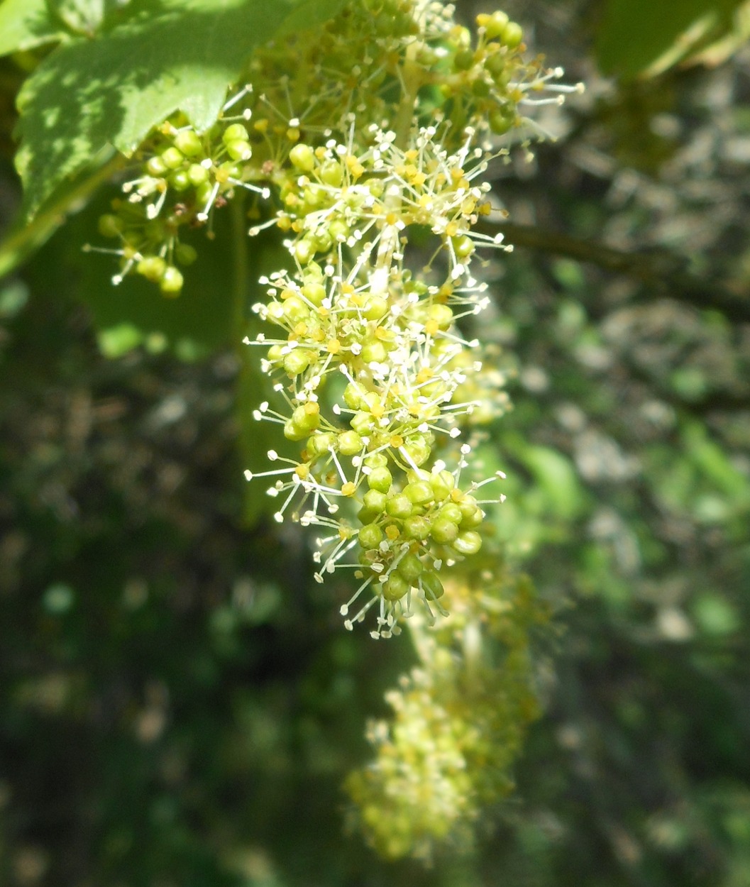 Vitis vinifera subsp. sylvestris / Vite comune (Vitales - Vitaceae)